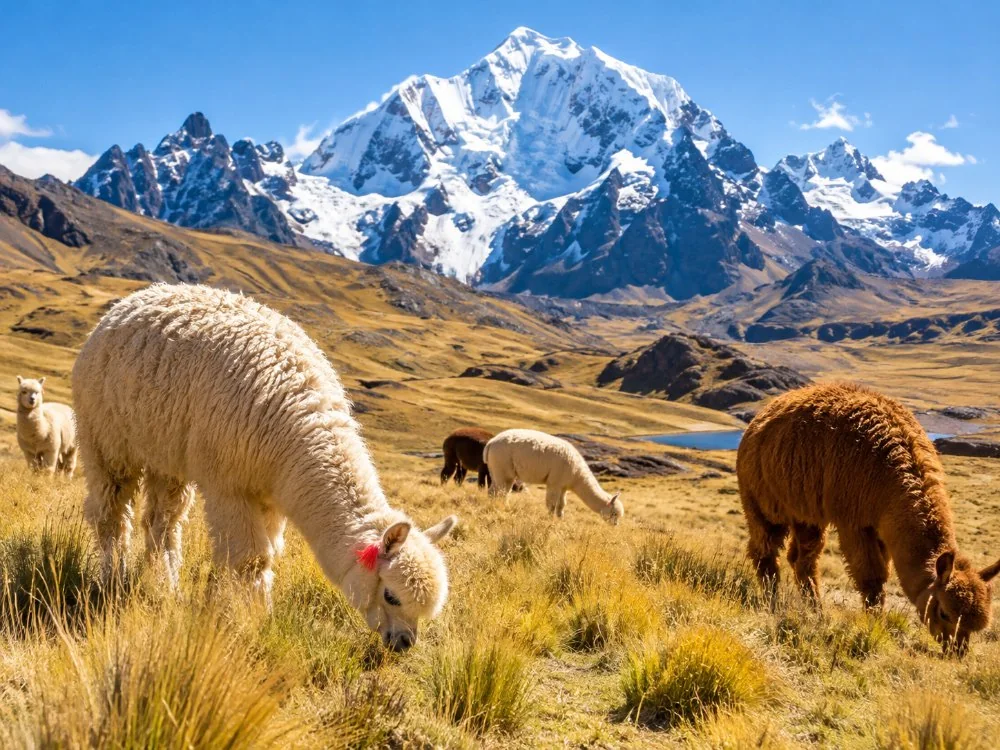 Alpakas, die auf einer hohen Graslandschaft weiden, mit dem schneebedeckten Gipfel des Ausangate im Hintergrund